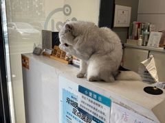 -关爱宠物医院·猫科中心·消化科(滨湖万达分院)