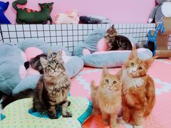 -十年猫舍·猫咪专门店(普陀店)