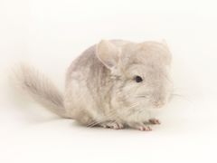 -龙猫仔乐园(惠福东路店)