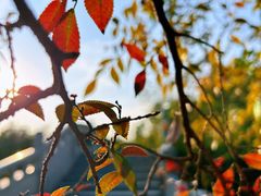 -八大山人梅湖景区