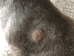 -欧奕国际动物医院