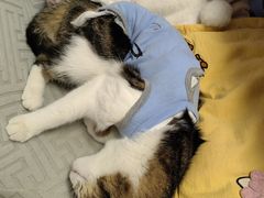 -平行世界·猫咖(首经贸店)