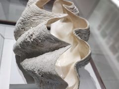 -青岛贝壳博物馆