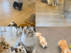 -有喵·猫咖·狗咖·30几只猫10只小狗(岗厦店)