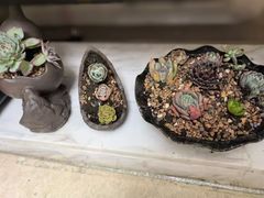 -苏州市皮市街花鸟工艺品市场