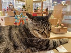 -猫的天空之城概念书店(丽江古城饮玉巷店)
