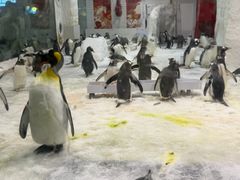 -大连圣亚海洋世界