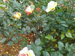 -人民公园(罗湖区)