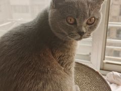 -艾贝尔宠物医院·24H转诊中心·肿瘤猫专科(江宁双龙店)
