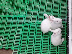 景点-史努比缤纷世界