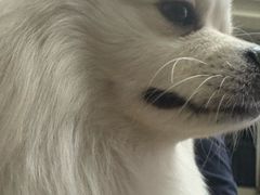 -天使宠物医院·犬猫分诊(彩虹店)