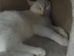 -喵的天空名猫咖啡馆·撸猫·猫舍·用品