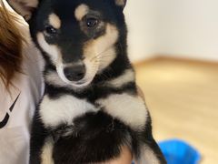-南京Hallo宠物乐园·哈罗犬舍·柴犬繁育基地