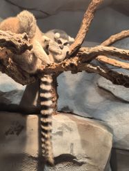 -Zoolung Zoolung动物主题公园(海信广场店)