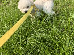 -翊宠yipet猫狗购宠庄园犬舍•猫舍