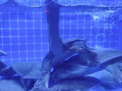 -食悦江南·淮扬菜·烤鸭(亚运村·惠新店)