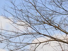 -三圣花乡旅游区