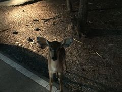 -清迈夜间动物园
