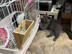-猫大福·Fortune Cat猫舍(百子湾店)