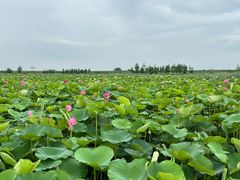 -涵家味土菜馆·徽州一绝臭鳜鱼(三河古镇店)