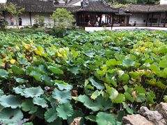 -上海醉白池公园