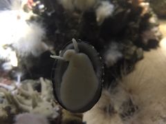 -瑞普利水族馆