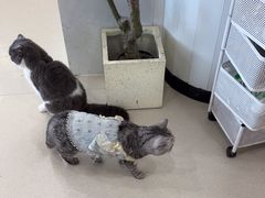 -共舞时光猫咖·狗咖(新街口店)