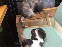 -猫色咖啡·猫咖