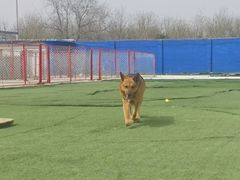 -宠物寄养训练学校