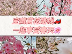 -顾村公园