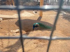 -石家庄市动物园