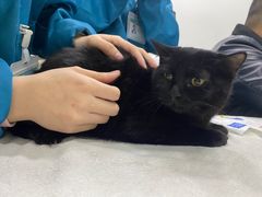 -安安宠物医院(情缘分院)