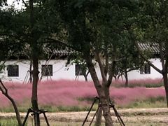 -上海滨江森林公园