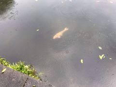 -郭庄茶室
