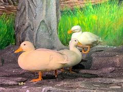 -正佳雨林生态植物园