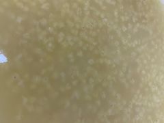 -杨记包子铺(铁树斜街店)