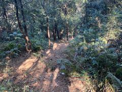 -黄埔油麻山森林公园