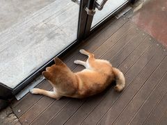 -啡语