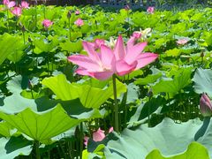 -莲花池公园