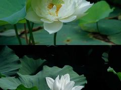 -微山湖红荷湿地景区