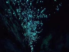 -怀托摩萤火虫洞