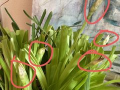 -豆豆花艺(新光天地店)