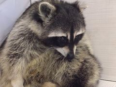 -浣熊柯尔鸭土拨鼠·电玩咖