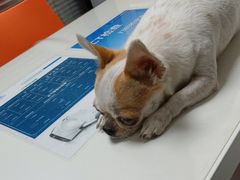 -伟伟宠物医院·CT影像中心·瑞派犬猫综合性门诊(汉口总院)