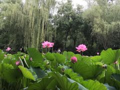 -莲湖公园