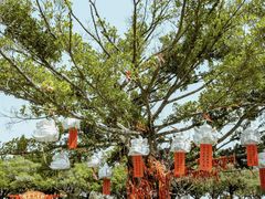 -大湾区中央湿地公园