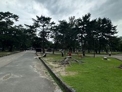 -奈良公园