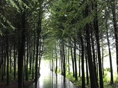 -溱湖国家湿地公园