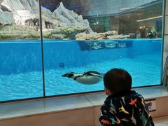 -帝企鹅自助餐厅•儿童岛•真企鹅(长隆企鹅酒店)