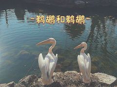 -红山森林动物园